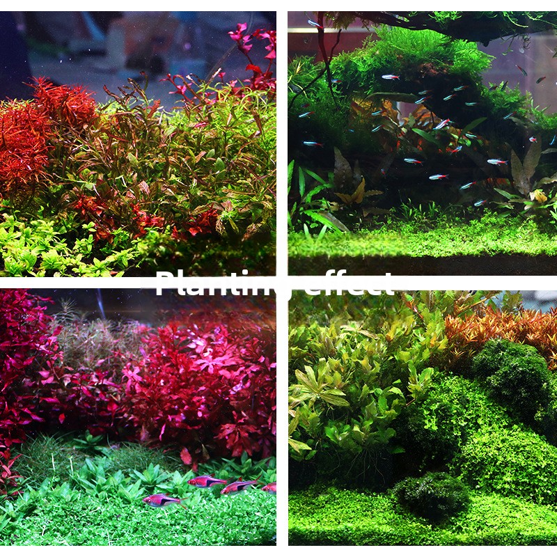 SYSENCIAGA ปลูก Aquarium พื้นผ - Aquarium Planted Tank บทวิจารณ์และราคา