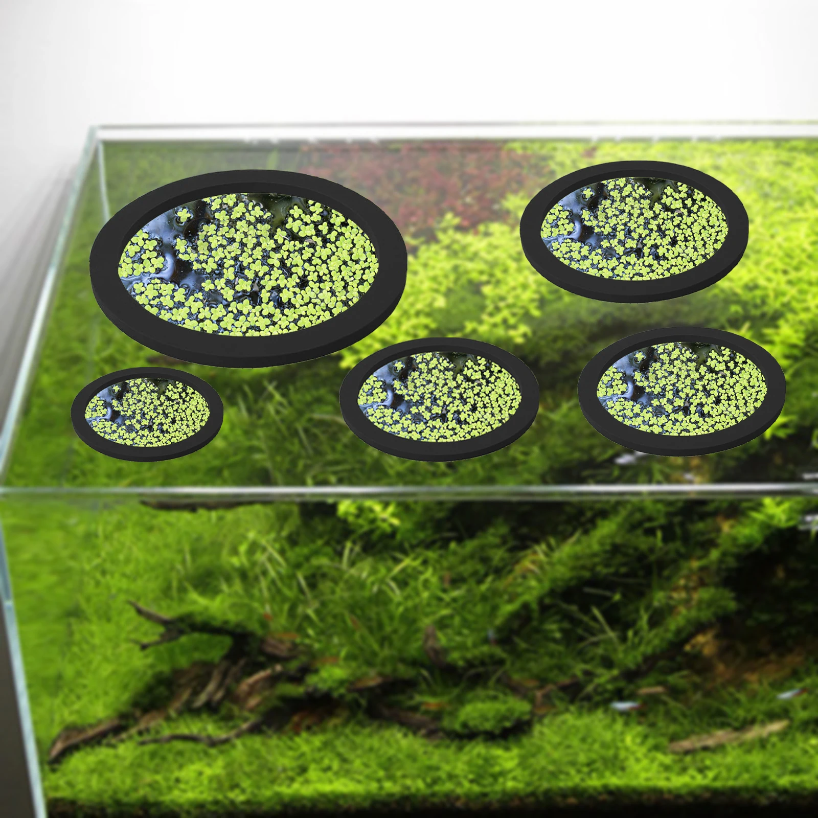 5 ชิ้น EVA ปลา Feeding แหวน Aq - Aquarium Planted Tank บทวิจารณ์และราคา