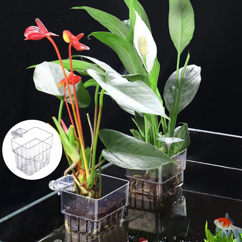 ถ้วยปลูกหญ้าน้ำพิพิธภัณฑ์สัตว์ - Aquarium Planted Tank บทวิจารณ์และราคา